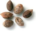 نخل یاتای ارغوانی
